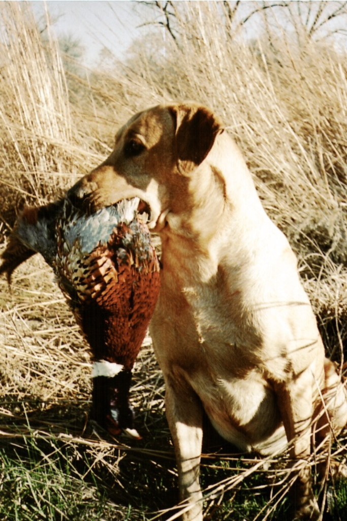 yellow labrador retriever carrying a pheasant in its mouth at cedar valley hunt club