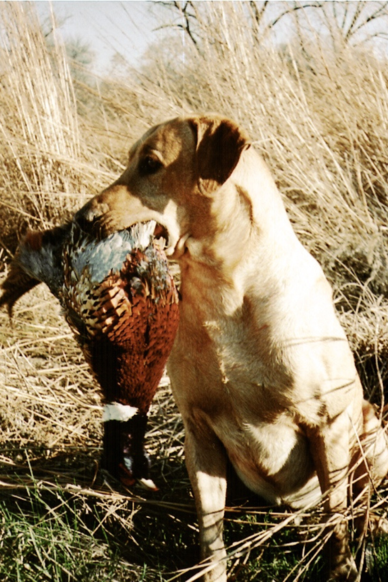 Guide Dog Holding Pheasant